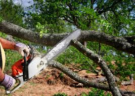 Professional Tree Removal and Landscaping Services in Barrington, IL